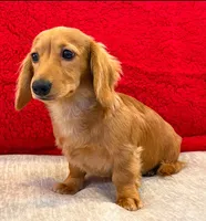 Sammy boy, a male Dachshund for sale in Springfield, MO – Photo 3 of 7