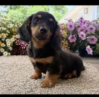 Dash , a male Miniature Dachshund for sale in Joplin, MO – 4 of 8
