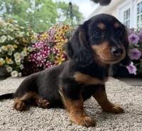 Dexter Boy , a male Miniature Dachshund for sale in Joplin, MO – 2 of 10
