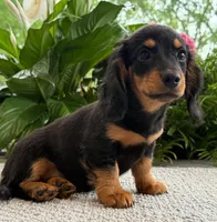 Sadie Mae, a female Miniature Dachshund for sale in Springfield, MO – Photo 5 of 10