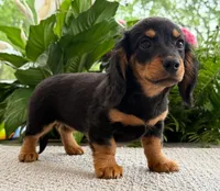 Sadie Mae, a female Miniature Dachshund for sale in Springfield, MO – Photo 8 of 10