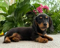 Sadie Mae, a female Miniature Dachshund for sale in Springfield, MO – Photo 4 of 10