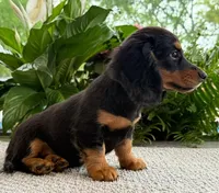 Sadie Mae, a female Miniature Dachshund for sale in Springfield, MO – Photo 3 of 10