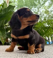 Sadie Mae, a female Miniature Dachshund for sale in Springfield, MO – Photo 7 of 10