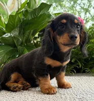 Sadie Mae, a female Miniature Dachshund for sale in Springfield, MO – Photo 1 of 10