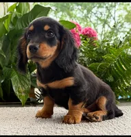 Sadie Mae, a female Miniature Dachshund for sale in Springfield, MO – Photo 2 of 10