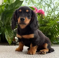 Sadie Mae, a female Miniature Dachshund for sale in Springfield, MO – Photo 9 of 10