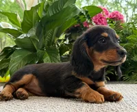 Sadie Mae, a female Miniature Dachshund for sale in Springfield, MO – Photo 10 of 10