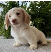 Skye , a female Miniature Dachshund for sale in Joplin, MO – Photo 4 of 8