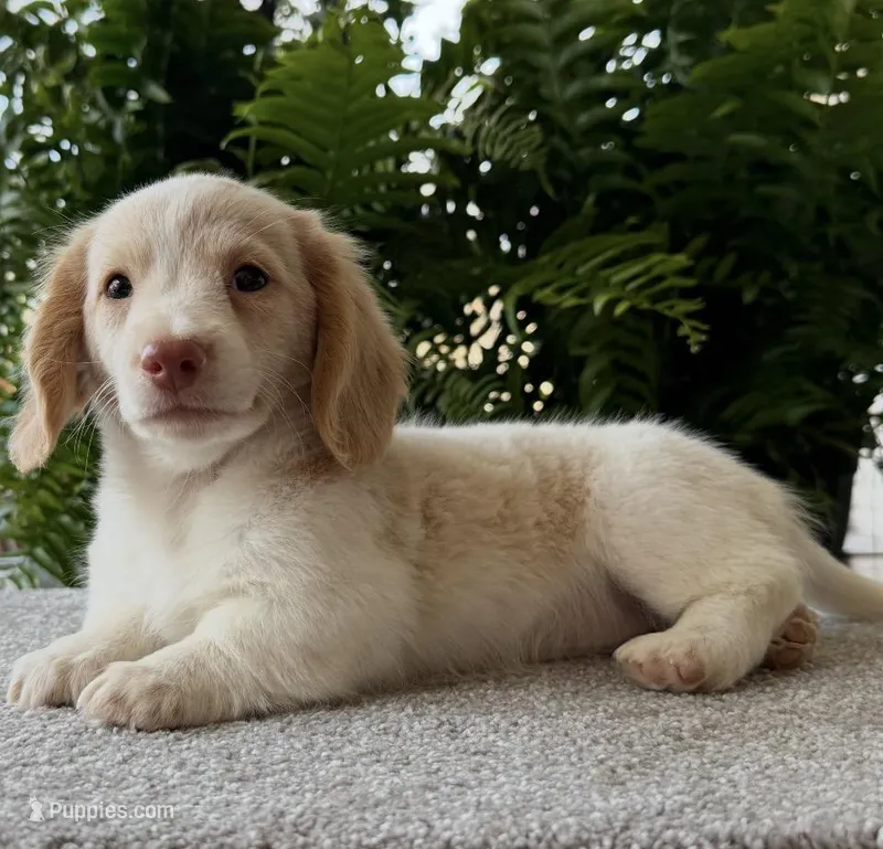 Skye  – Miniature Dachshund puppy for sale in Joplin, MO