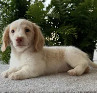 Skye , a female Miniature Dachshund for sale in Joplin, MO – Photo 1 of 8