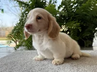 Skye , a female Miniature Dachshund for sale in Joplin, MO – Photo 2 of 8