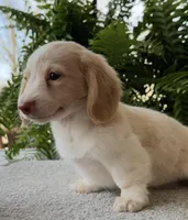 Skye , a female Miniature Dachshund for sale in Joplin, MO – Photo 8 of 8