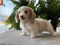 Skye , a female Miniature Dachshund for sale in Joplin, MO – Photo 3 of 8