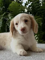 Skye , a female Miniature Dachshund for sale in Joplin, MO – Photo 7 of 8