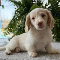 Skye , a female Miniature Dachshund for sale in Joplin, MO – Photo 5 of 8