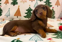 Zoie, a female Miniature Dachshund for sale in Springfield, MO – Photo 4 of 7