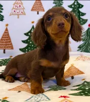 Zoie, a female Miniature Dachshund for sale in Springfield, MO – Photo 5 of 7