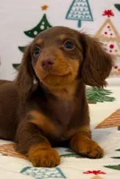 Zoie, a female Miniature Dachshund for sale in Springfield, MO – Photo 6 of 7