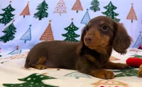 Zoie, a female Miniature Dachshund for sale in Springfield, MO – Photo 3 of 7