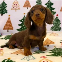 Zoie, a female Miniature Dachshund for sale in Springfield, MO – Photo 1 of 7