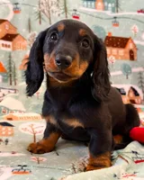 Macy  jr girl, a female Dachshund for sale in Springfield, MO – Photo 7 of 9