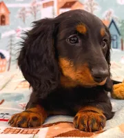 Macy  jr girl, a female Dachshund for sale in Springfield, MO – Photo 5 of 9