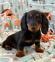 Macy  jr girl, a female Dachshund for sale in Springfield, MO – Photo 2 of 9