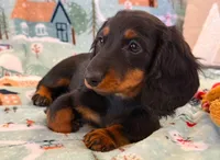 Macy  jr girl, a female Dachshund for sale in Springfield, MO – Photo 9 of 9