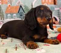 Macy  jr girl, a female Dachshund for sale in Springfield, MO – Photo 3 of 9