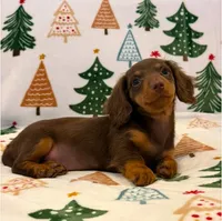Zoie girl, a female Dachshund for sale in Springfield, MO – Photo 6 of 7