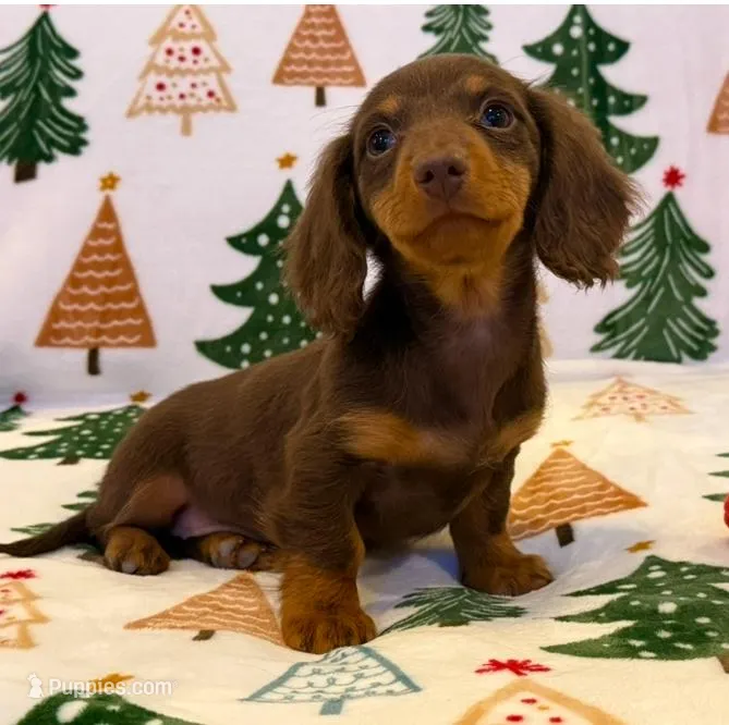 Zoie girl, a female Dachshund for sale in Springfield, MO – Photo 1 of 7