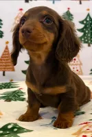 Zoie girl, a female Dachshund for sale in Springfield, MO – Photo 3 of 7