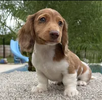 Dexter , a male Dachshund for sale in Joplin, MO – 9 of 10