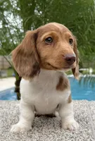 Dexter , a male Dachshund for sale in Joplin, MO – 7 of 10