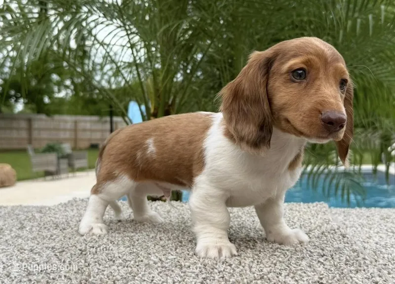 Dexter  – Dachshund puppy for sale in Joplin, MO