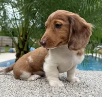 Dexter , a male Dachshund for sale in Joplin, MO – 3 of 10