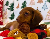 Hank, a male Dachshund for sale in Springfield, MO – Photo 2 of 7