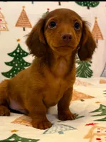Hank, a male Dachshund for sale in Springfield, MO – Photo 6 of 7