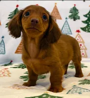 Hank, a male Dachshund for sale in Springfield, MO – Photo 4 of 7