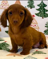 Hank, a male Dachshund for sale in Springfield, MO – Photo 5 of 7