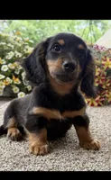 Dash , a male Miniature Dachshund for sale in Joplin, MO – 2 of 8