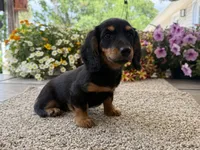 Lilly girl , a female Miniature Dachshund for sale in Joplin, MO – 8 of 10