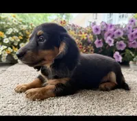 Dash , a male Miniature Dachshund for sale in Joplin, MO – 5 of 8