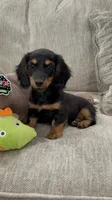 Lilly girl , a female Miniature Dachshund for sale in Joplin, MO – 5 of 10
