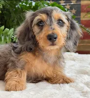 Rowdy boy, a male Dachshund for sale in Springfield, MO – Photo 9 of 10