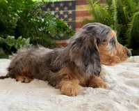 Rowdy boy, a male Dachshund for sale in Springfield, MO – Photo 8 of 10