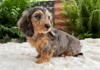 Rowdy boy, a male Dachshund for sale in Springfield, MO – Photo 3 of 10