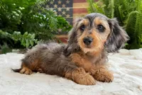 Rowdy boy, a male Dachshund for sale in Springfield, MO – Photo 2 of 10