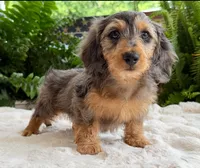 Rowdy boy, a male Dachshund for sale in Springfield, MO – Photo 6 of 10